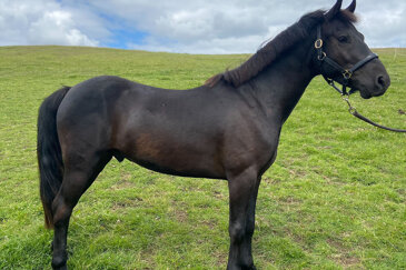 Horse of the week - Logan