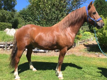 Horse of the week - Angus