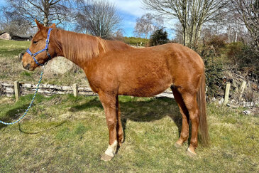 Horse of the week - Theon