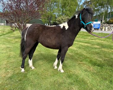 Horse of the week - Sisu