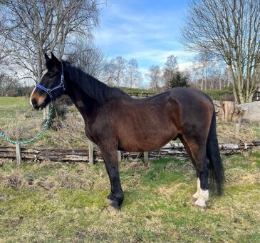 Horse of the week - Four O'Clock Trot (Gus)