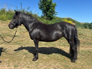Horse of the week - Sherril Secret