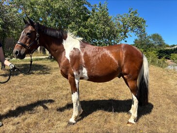 Horse of the week - Toby