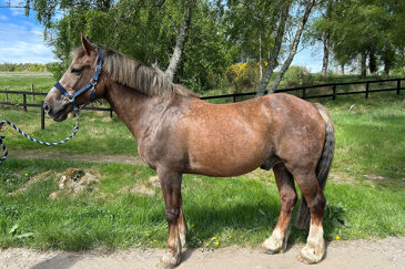 Horse of the week - Retanach Van-Helsing (Heughie)