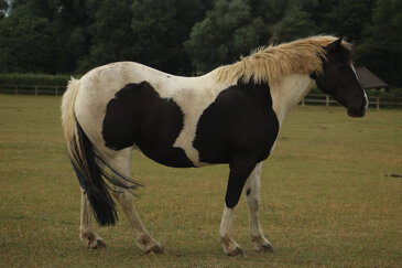 Horse of the week - Max