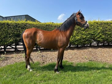 Horse of the week - Ralph