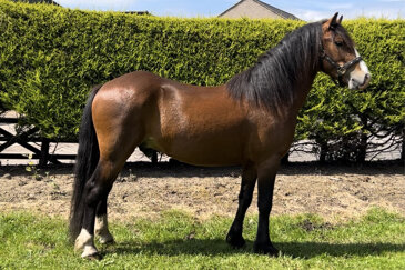 Horse of the week - Budgie