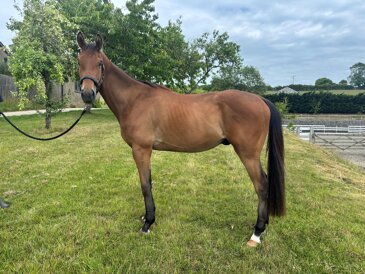 Horse of the week - Arlo