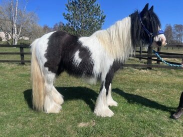 Horse of the week - Roddy