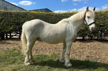 Horse of the week - Magpie