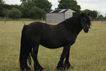 Horse of the week - Sprite