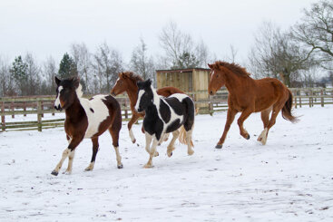 Maintaining your horse’s fitness and health during winter