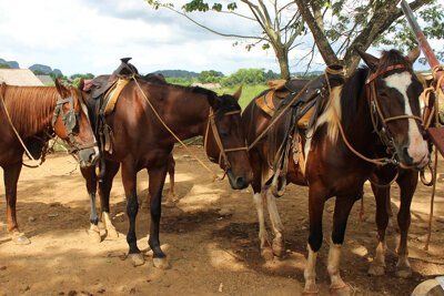 Working horses in holiday destinations