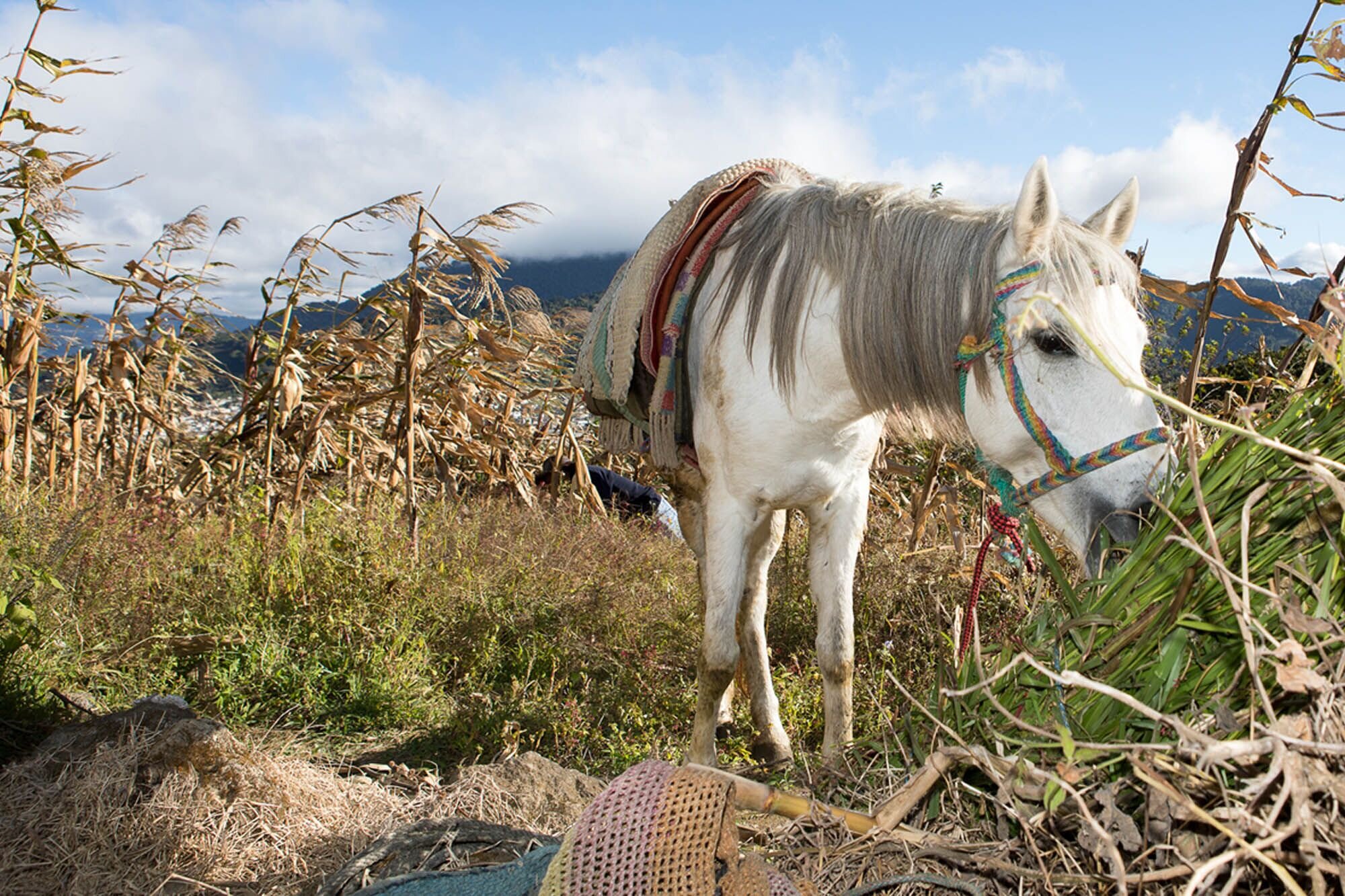 Working horse in a dry corn field