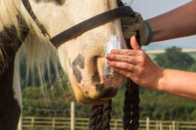 Hot weather horse care tips
