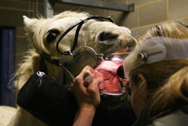 Keeping on top of your horse’s dental health
