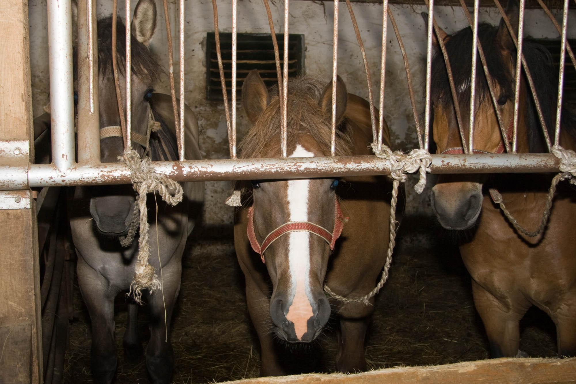 Transport horses tied up on short ropes looking through bars at a rest stop