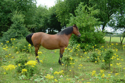 Ragwort: how to deal with it in a horse paddock