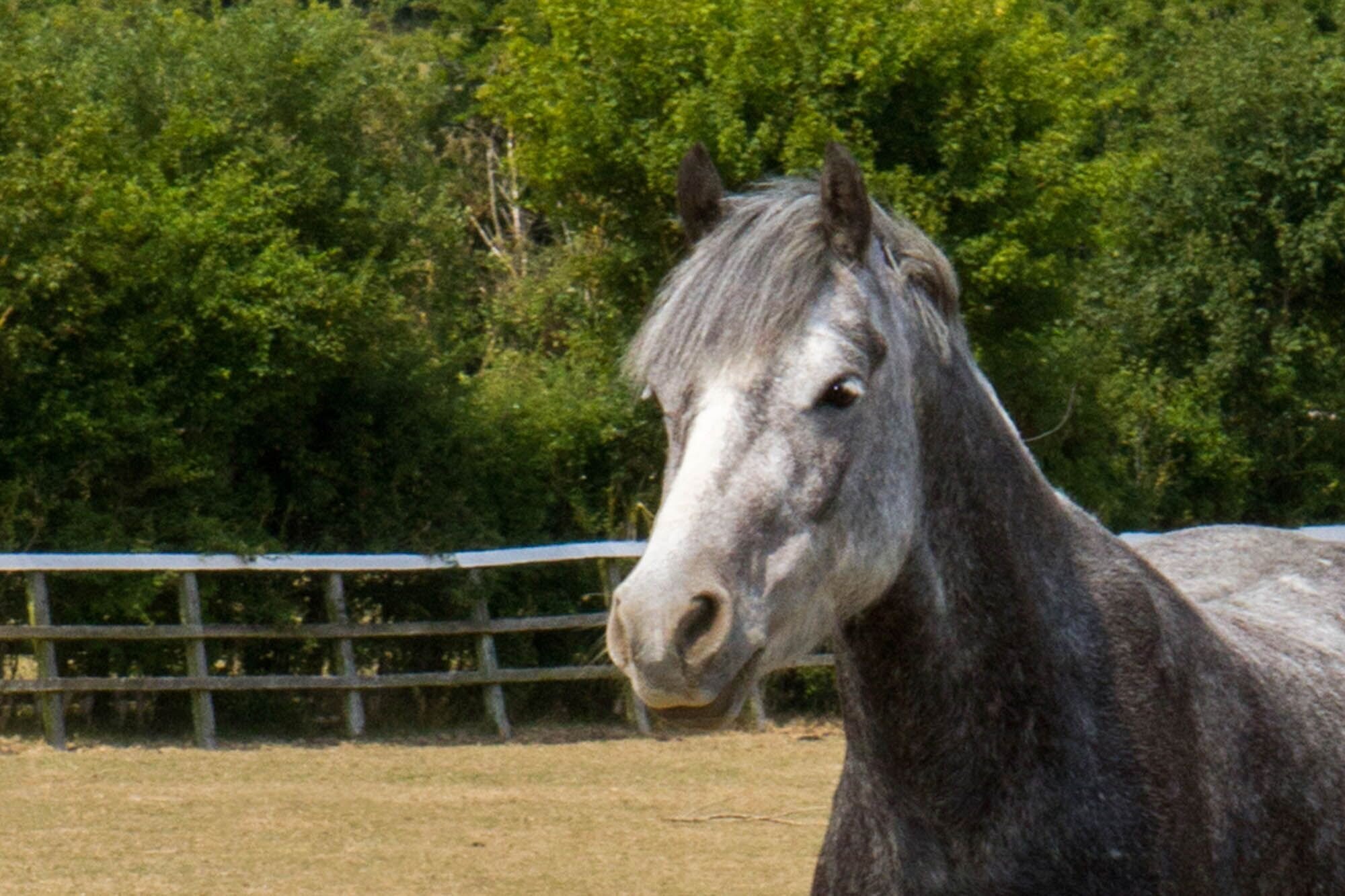 Grey horse in a field