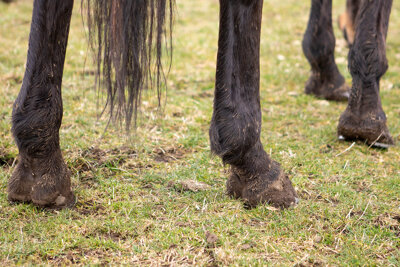 Mud-fever in horses