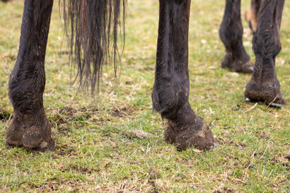 Mud fever in horses