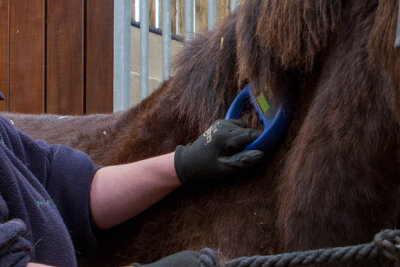 Identification regulations: is your horse passported and microchipped?