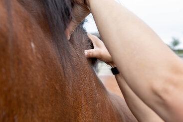 Keeping your horse at a healthy weight throughout the year