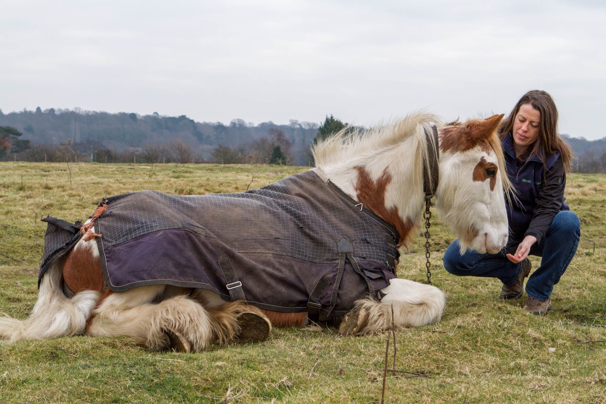 woman looking at a horse