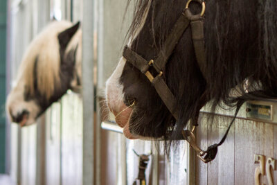 Stabled horses: how to occupy them