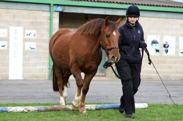 Bella the horse