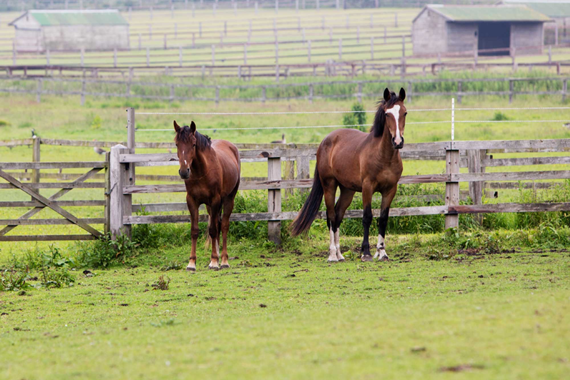 Two horses stood by a wooden fence and gate in a field