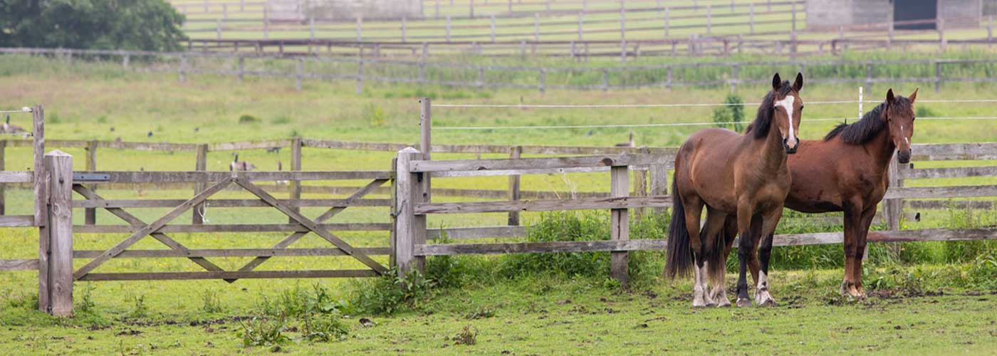 Two horses standing in a field against a fence line