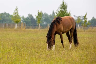 Keeping your pasture healthy throughout the year