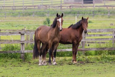 Understanding our horses’ behaviour and how they learn