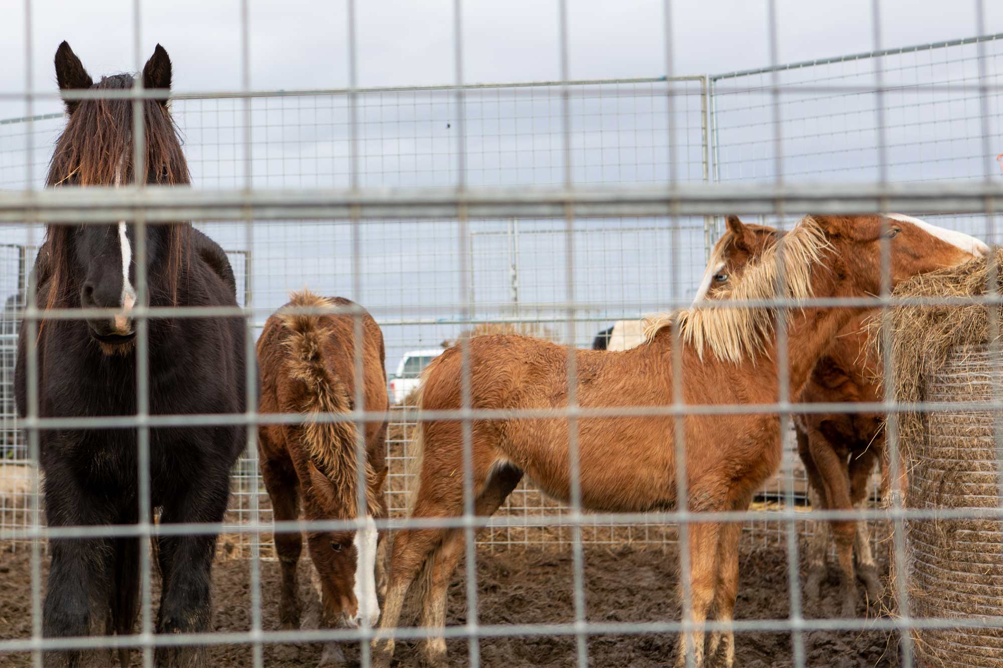 Birth of first foal from rescued ‘smuggled’ Dover 26 horses