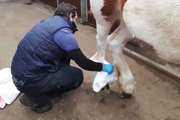 Preparing for an emergency – equine first aid
