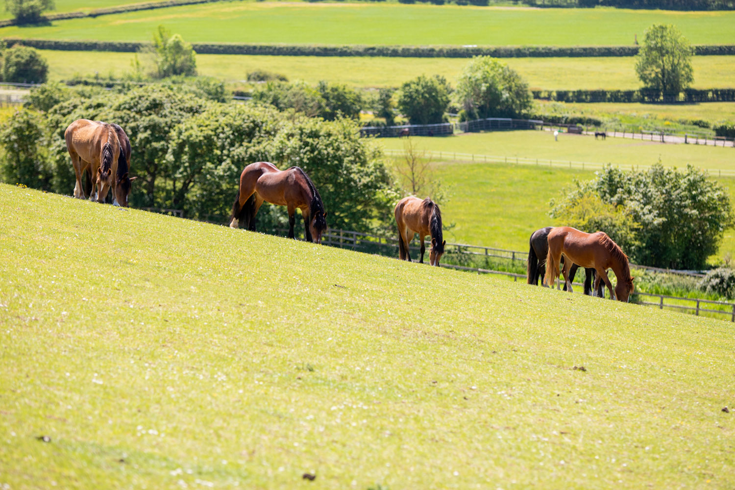 Horses grazing in a field on a hill