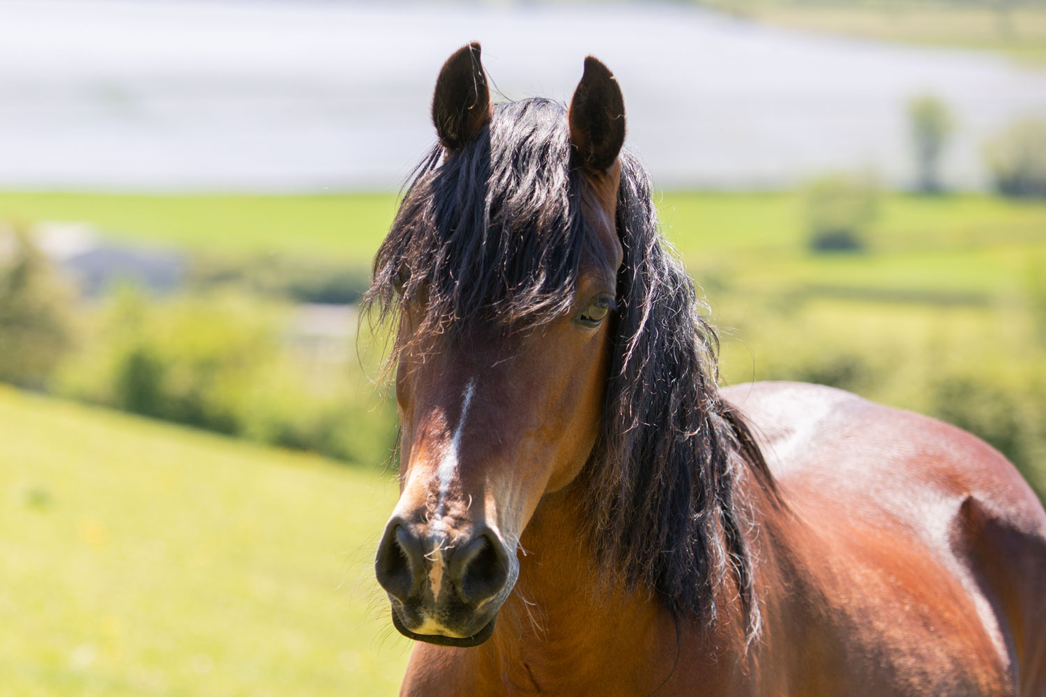 Horse in field