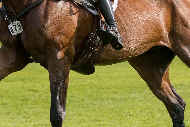 Ethical Framework for the use of horses in sport unveiled World Horse