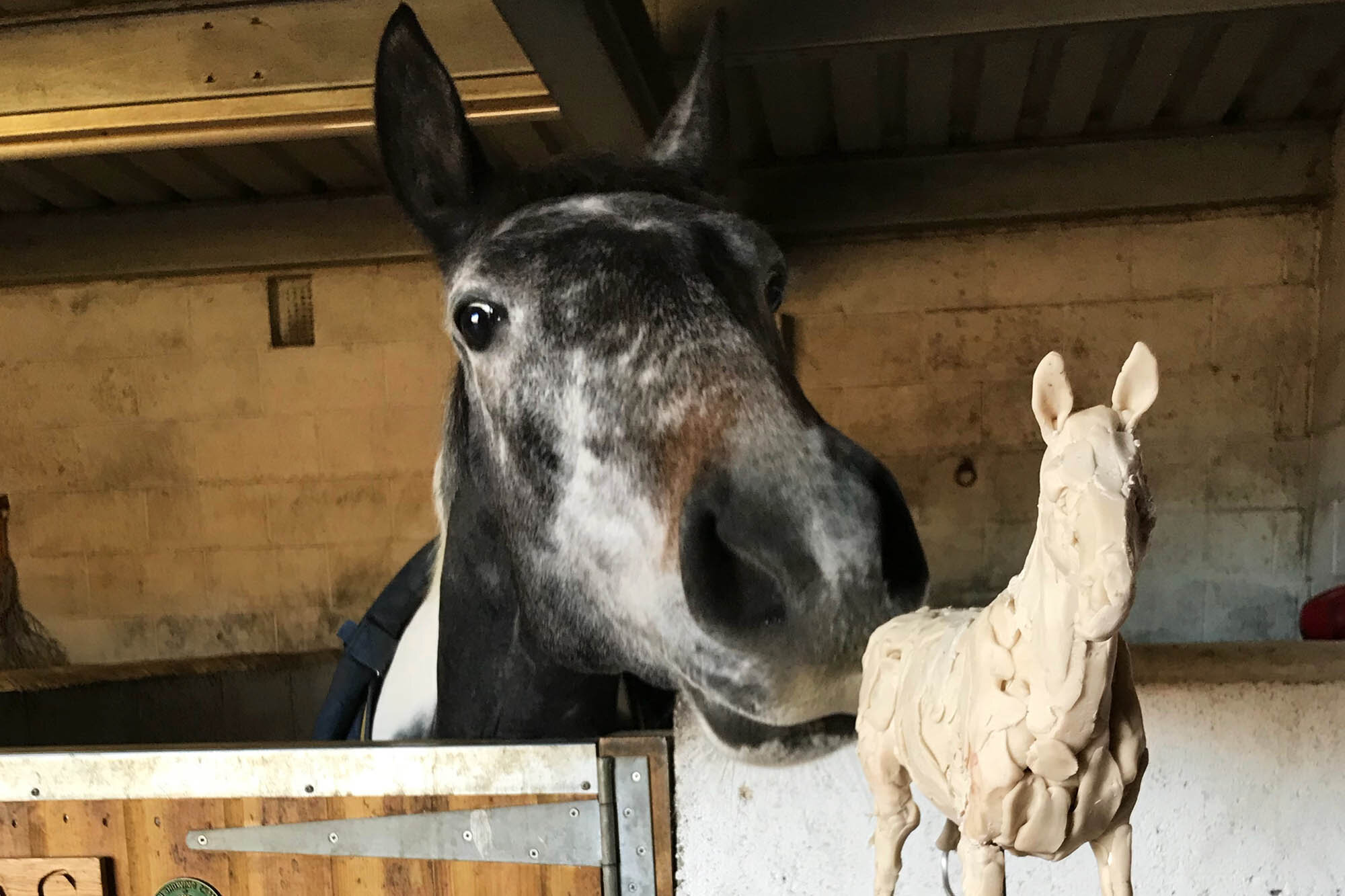 Foal found in freezing winter set to be star of the show for sculpture trails