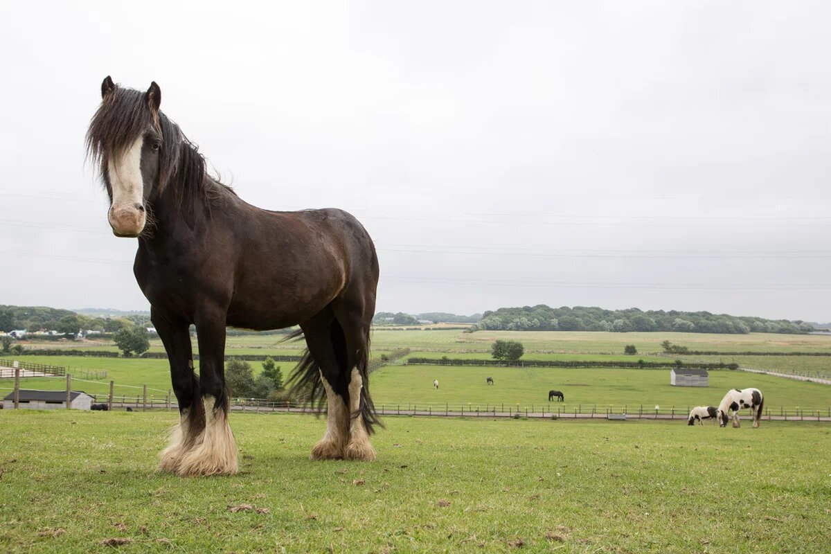 Horses stood in a field at Penny farm