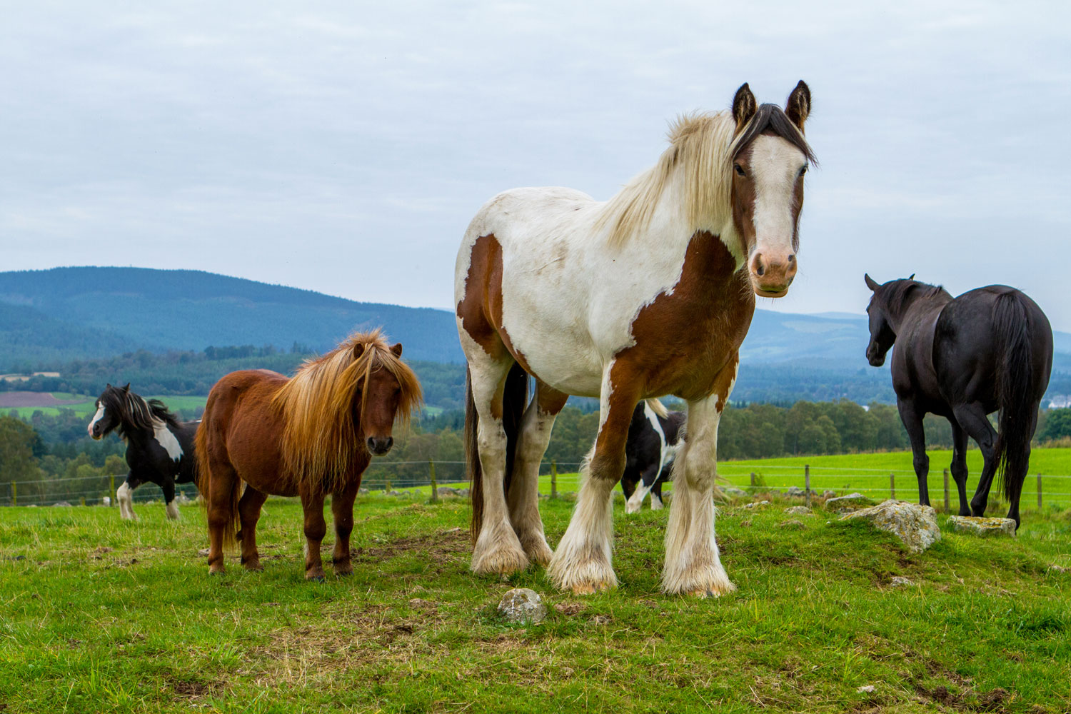 Horses grazing in a field