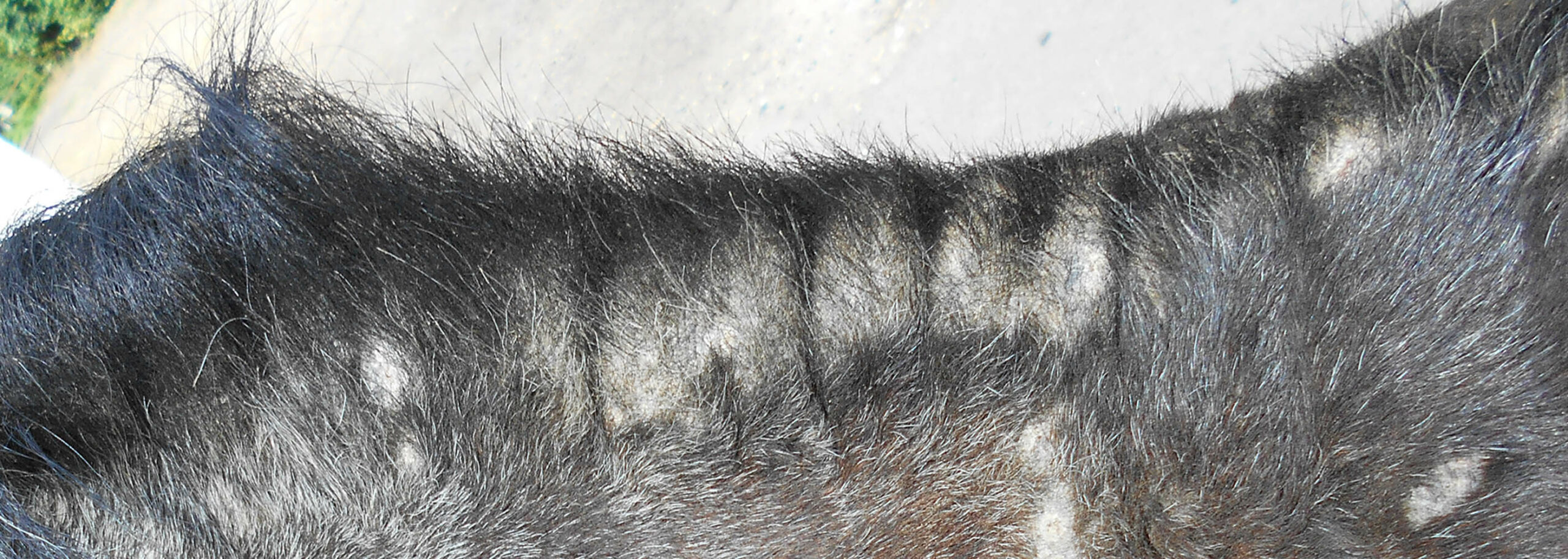 Sweet itch horse discount