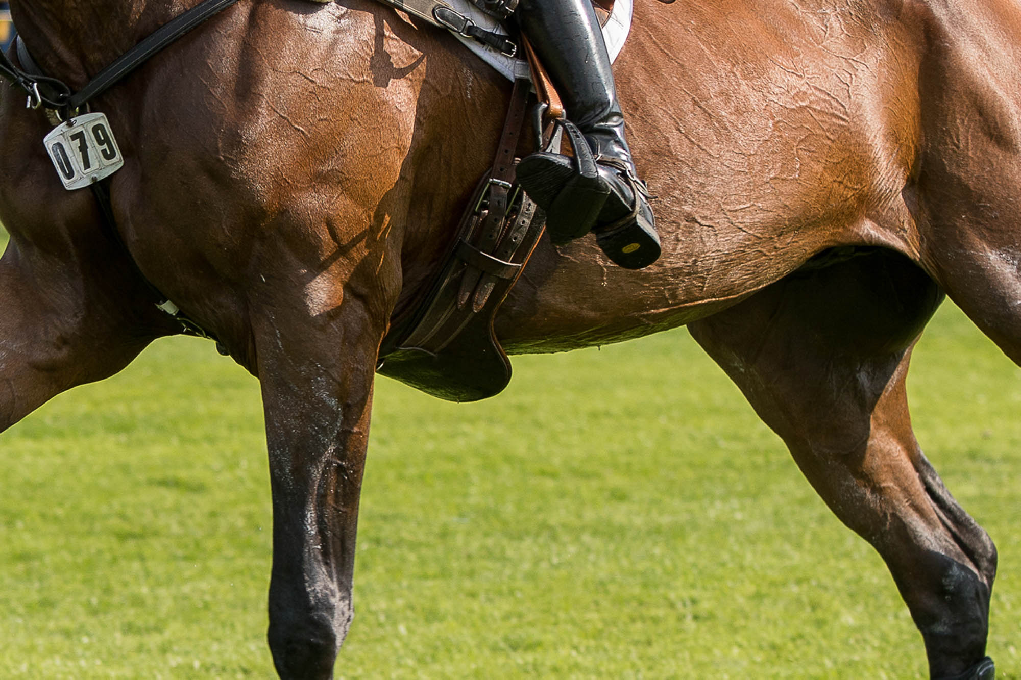 Heatstroke in horses