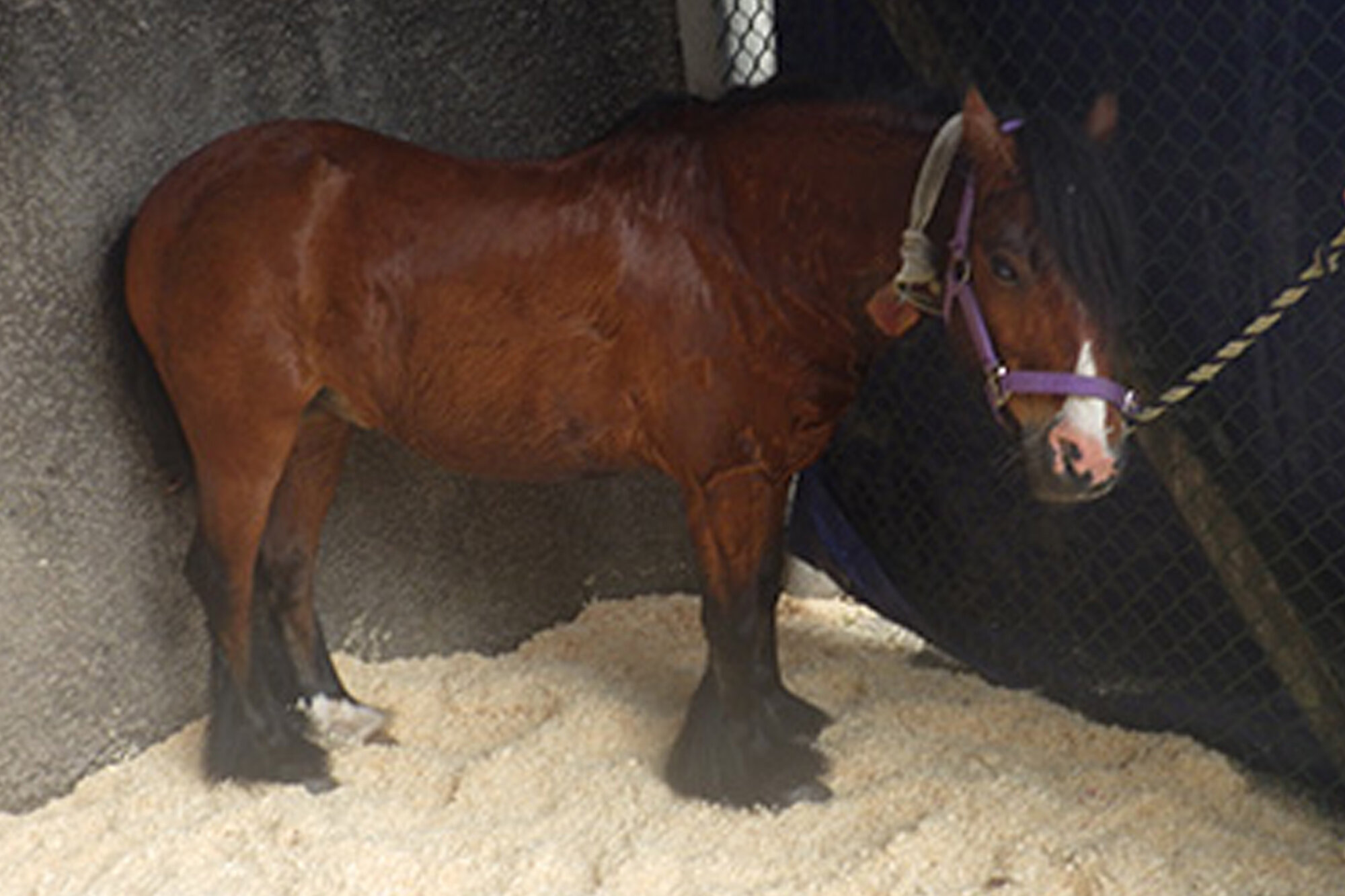 Jail and equine ban for man who worked pony to exhaustion at Appleby Horse Fair