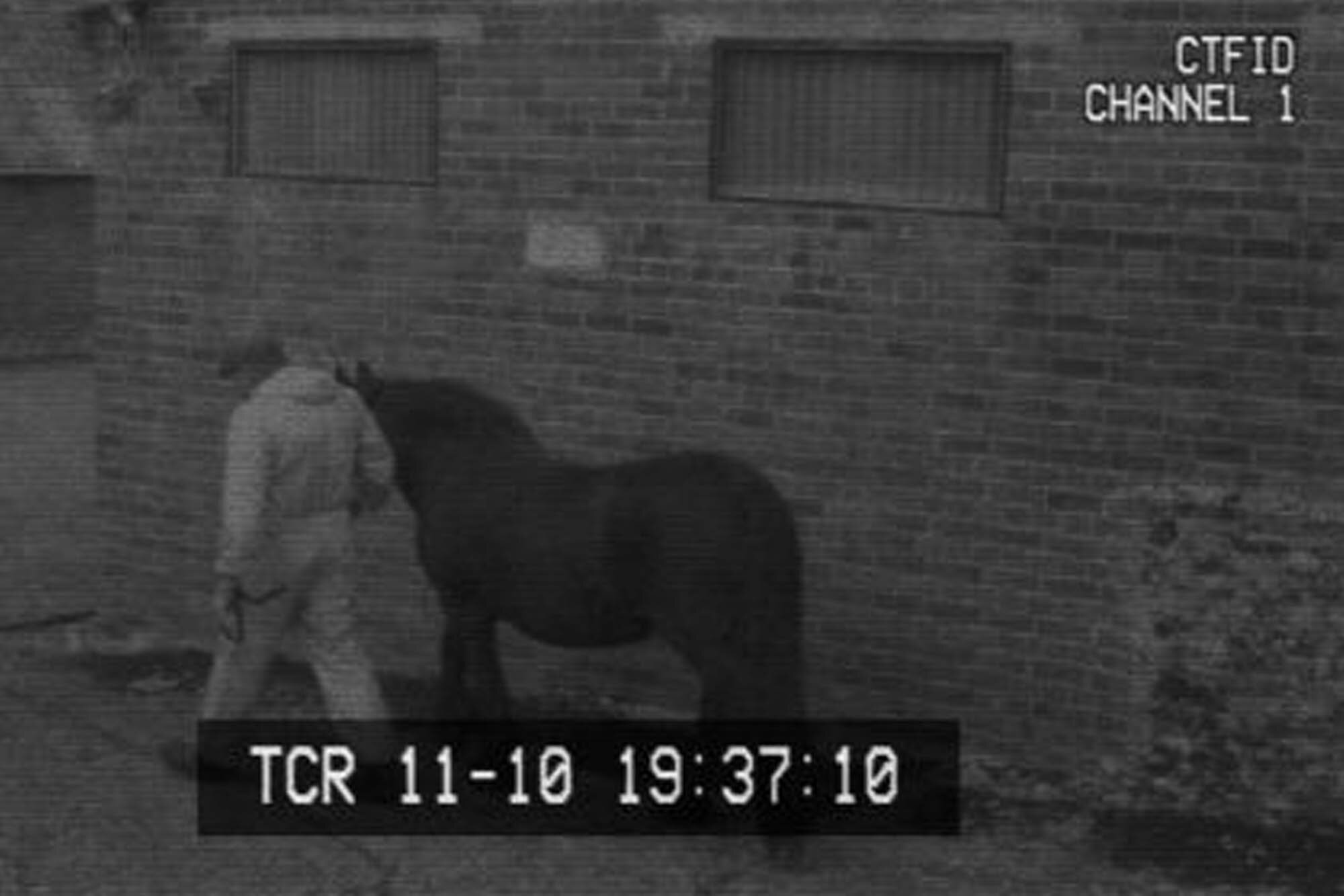 Birth of first foal from rescued ‘smuggled’ Dover 26 horses