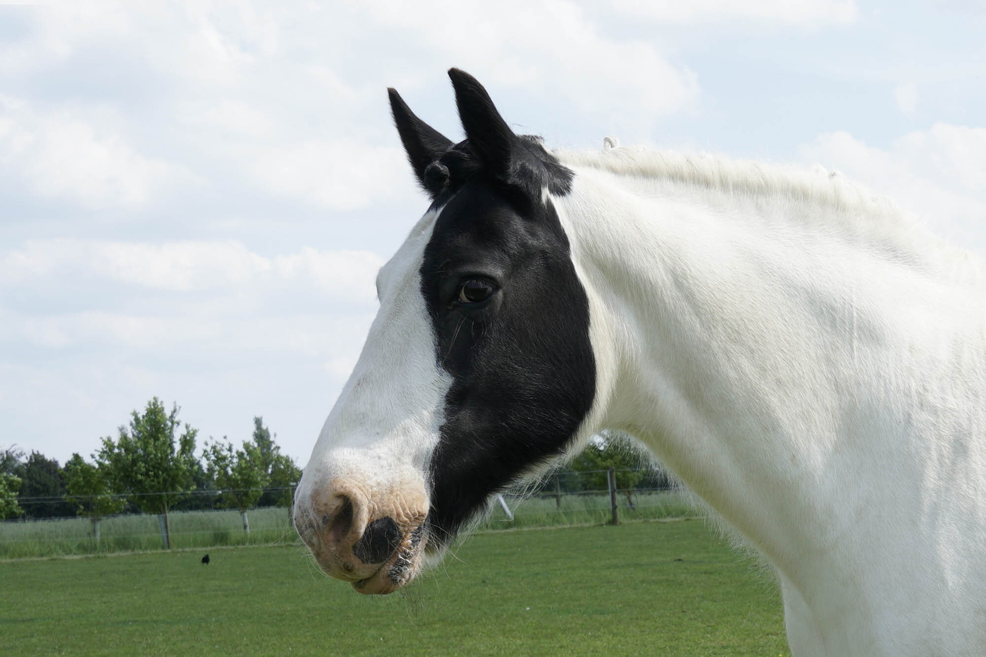 Buying or selling a horse: top tips