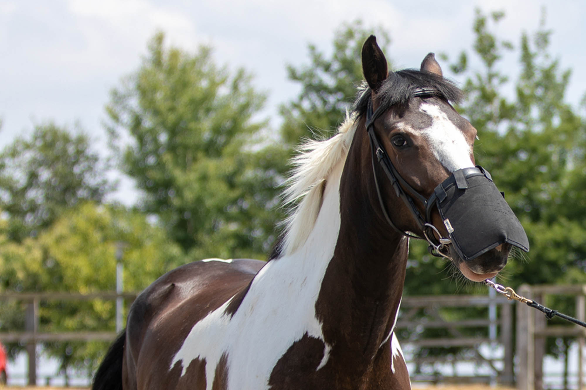 Headshaking in horses