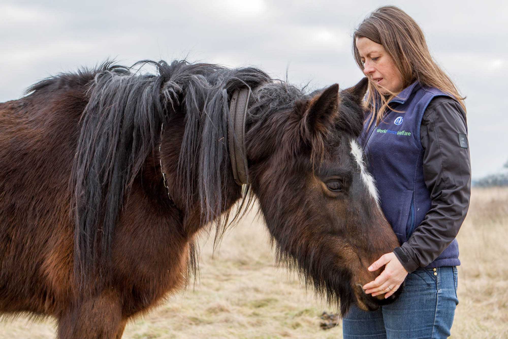 Report into the effectiveness of the Animal Welfare Act: Our views