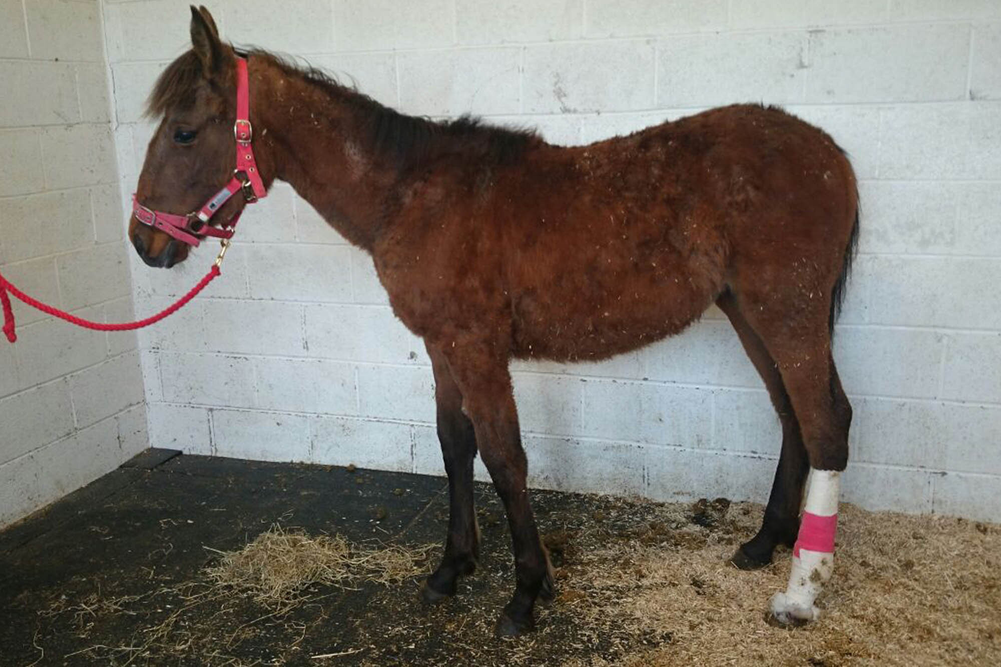 Yearling saved from baler twine tangle after inappropriate tethering